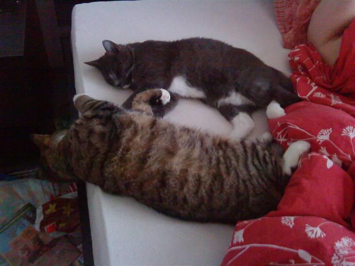 Huskat Emil - Nyt. Emil 8 mdr. Ligger her sammen med sin brormand Bastian billede 16