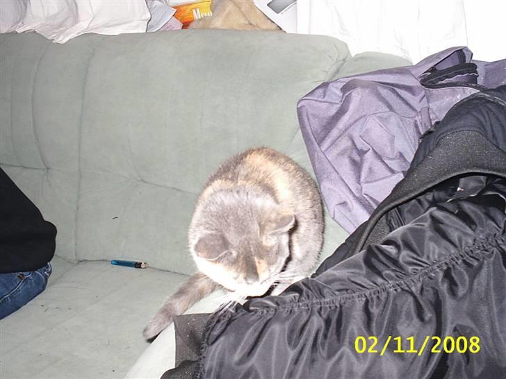 Blanding af racer R.I.P *Berta* billede 10