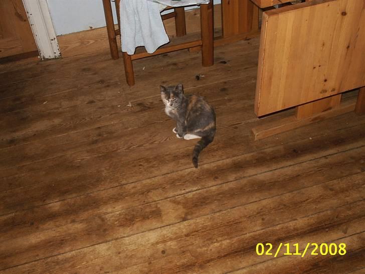 Blanding af racer R.I.P *Berta* billede 12