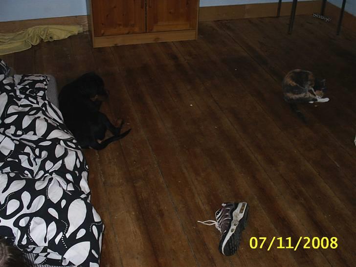 Blanding af racer R.I.P *Berta* billede 13