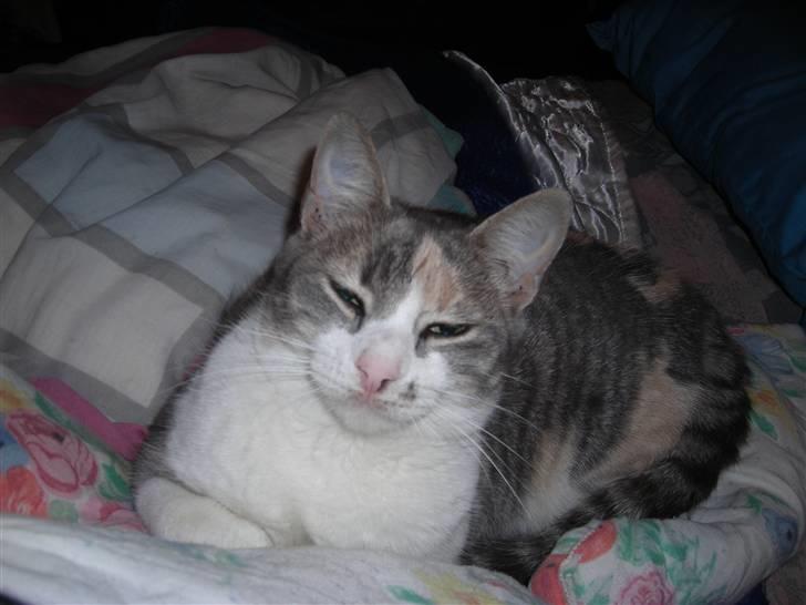 Huskat anna  billede 1