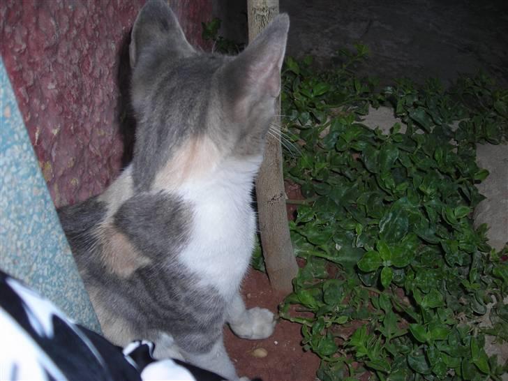 Huskat anna  billede 2