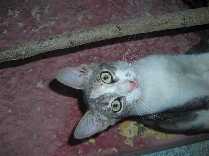 Huskat anna  billede 3