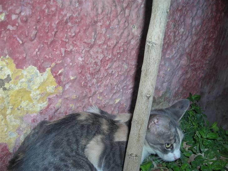 Huskat anna  billede 4