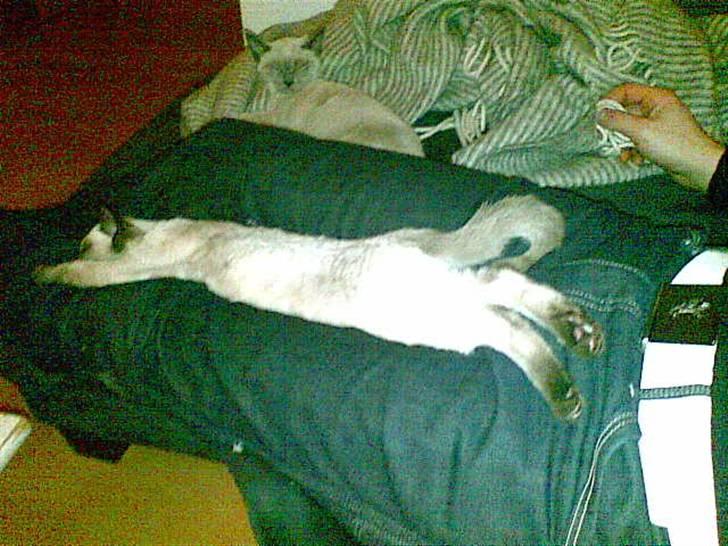 Siameser Victoria af Hessgade - Se hvor lang jeg er! billede 8