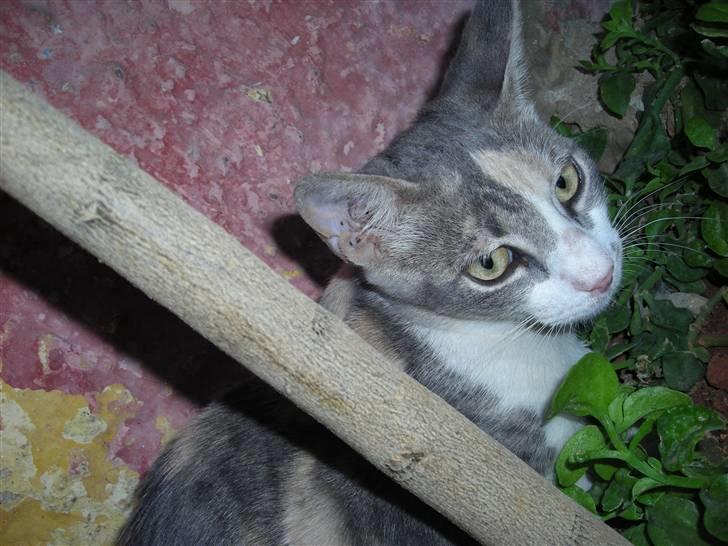 Huskat anna  billede 5