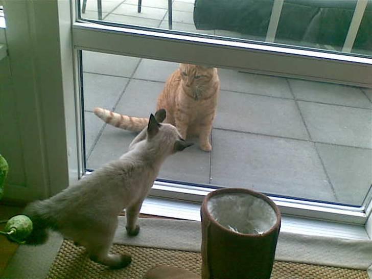 Siameser Victoria af Hessgade - Hilser lige på naboens kat Kingston "hej hej" billede 9