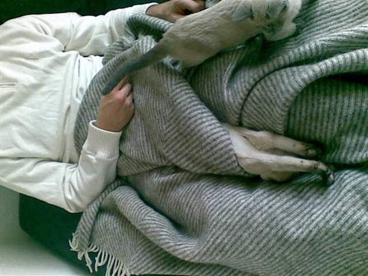 Siameser Victoria af Hessgade - rullet ind i tæppet som en daloooooon rulle billede 11