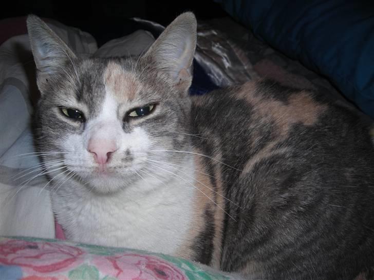 Huskat anna  billede 6