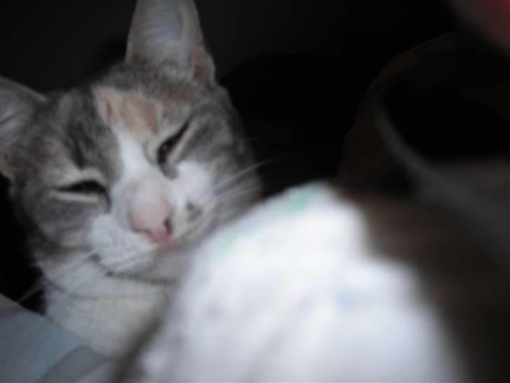 Huskat anna  billede 7