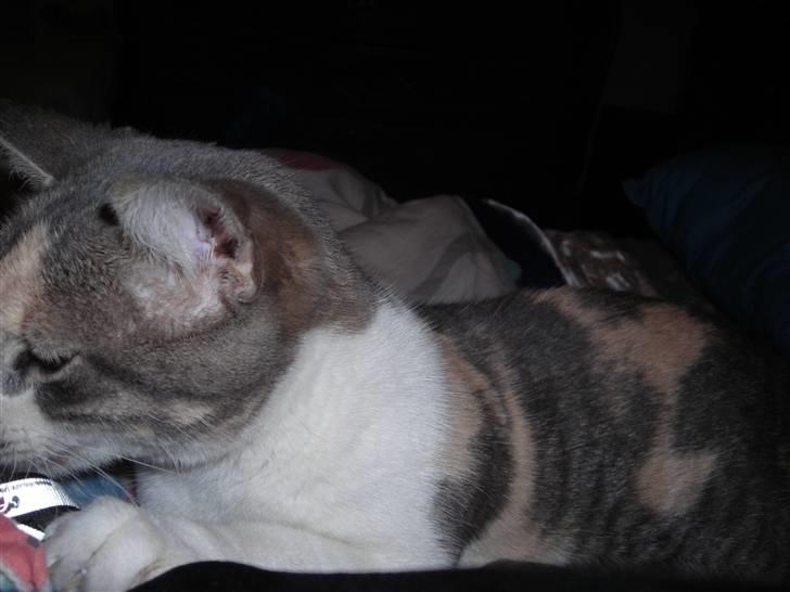 Huskat anna  billede 8