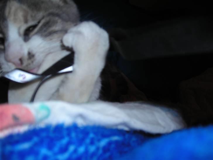 Huskat anna  billede 9