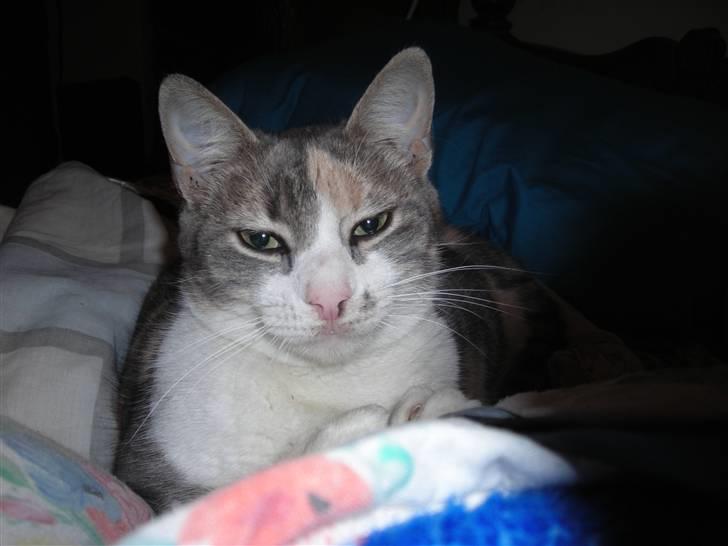 Huskat anna  billede 10