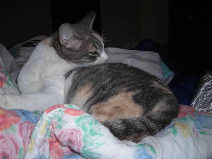 Huskat anna  billede 11