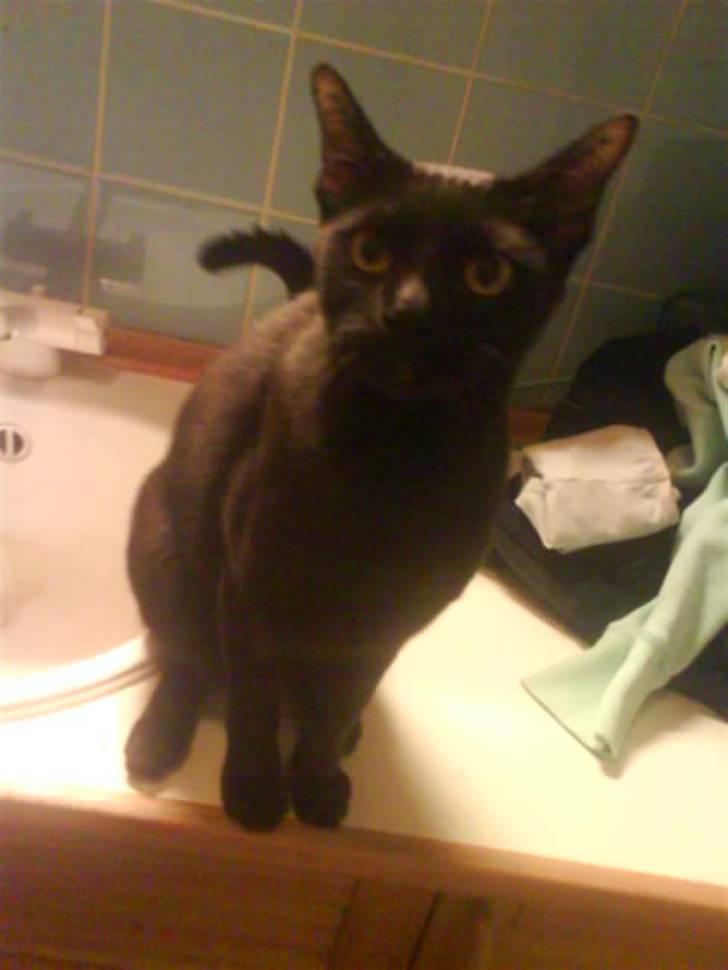 Burmeser Idefix (Rix) - ¤SOLGT¤ - Han er da bare nuser.? xD billede 1