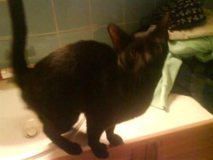 Burmeser Idefix (Rix) - ¤SOLGT¤ billede 2