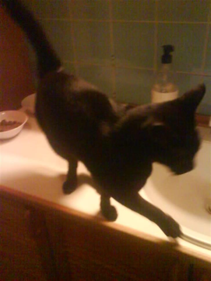 Burmeser Idefix (Rix) - ¤SOLGT¤ - Billederne er ikk så gode da han hader det ;D billede 3