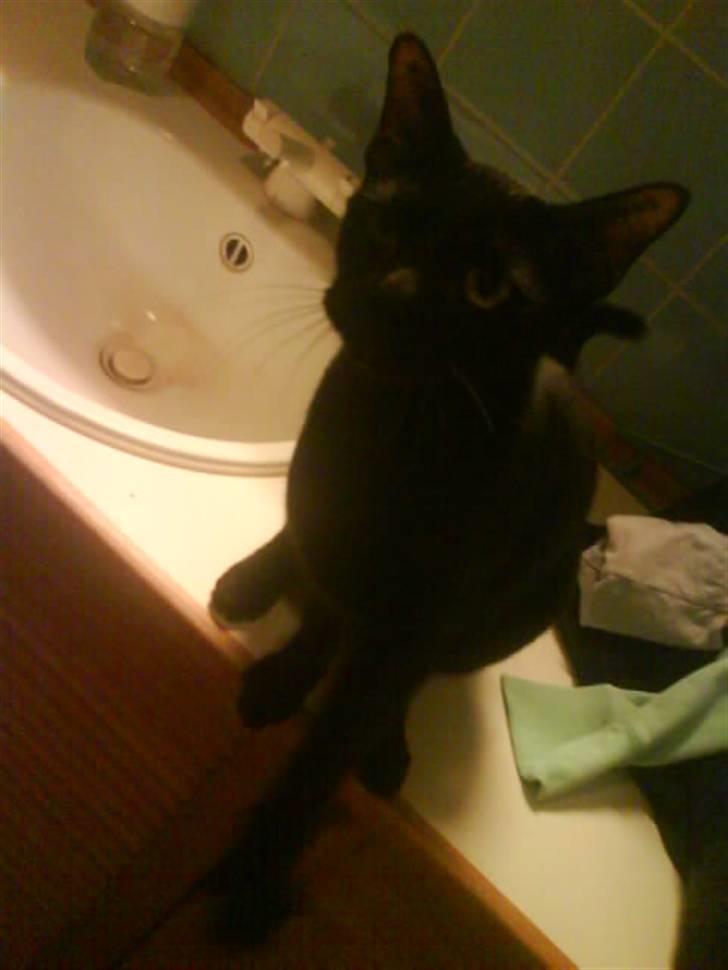 Burmeser Idefix (Rix) - ¤SOLGT¤ billede 4