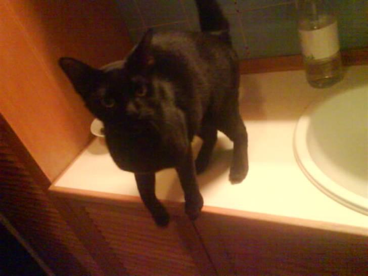 Burmeser Idefix (Rix) - ¤SOLGT¤ billede 5