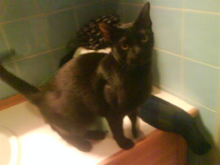 Burmeser Idefix (Rix) - ¤SOLGT¤ billede 6