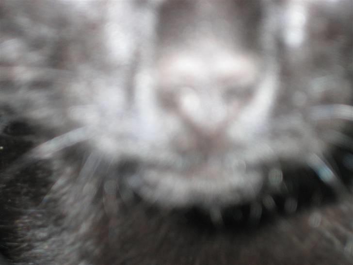 Huskat Jhelia aka My billede 7