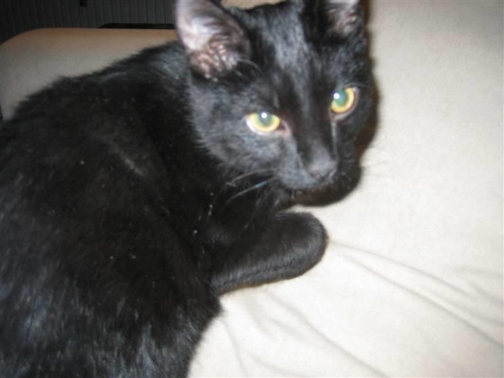 Huskat Jhelia aka My billede 8