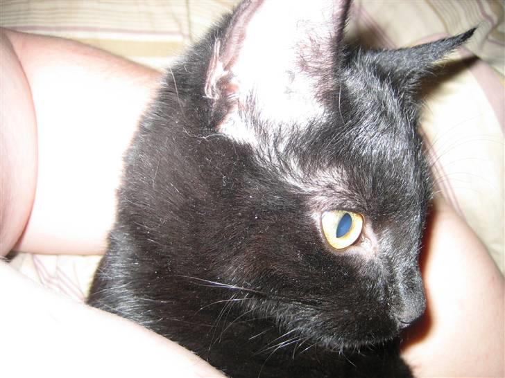 Huskat Jhelia aka My billede 9