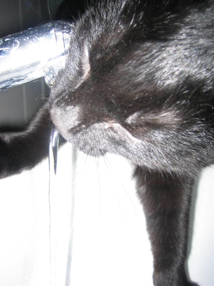 Huskat Jhelia aka My billede 10