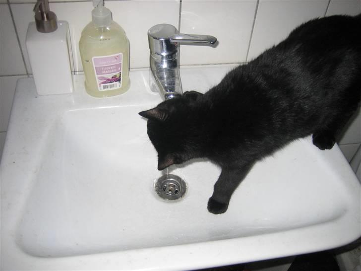 Huskat Jhelia aka My billede 11