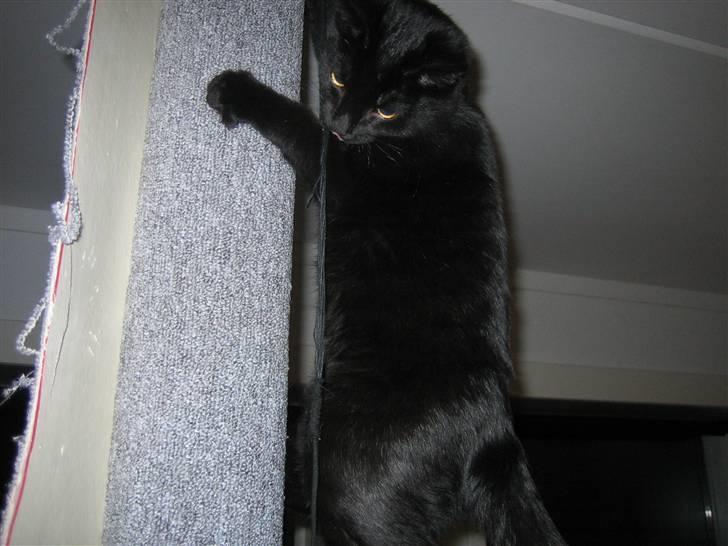 Huskat Jhelia aka My billede 12