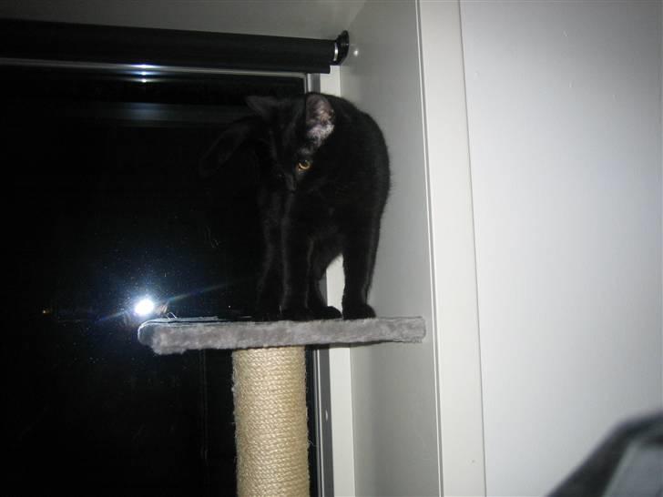 Huskat Jhelia aka My billede 13