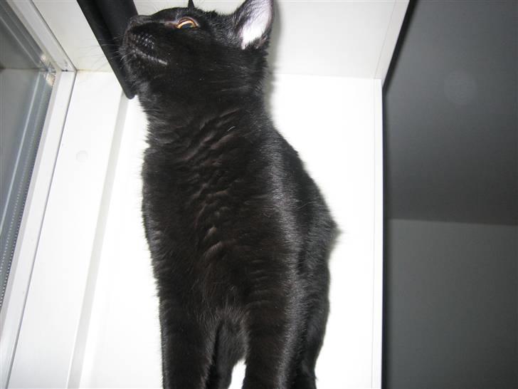 Huskat Jhelia aka My billede 14