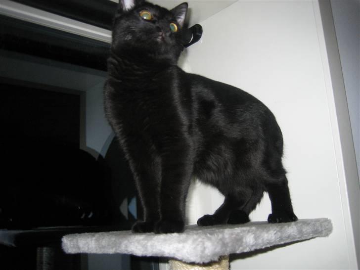 Huskat Jhelia aka My billede 15