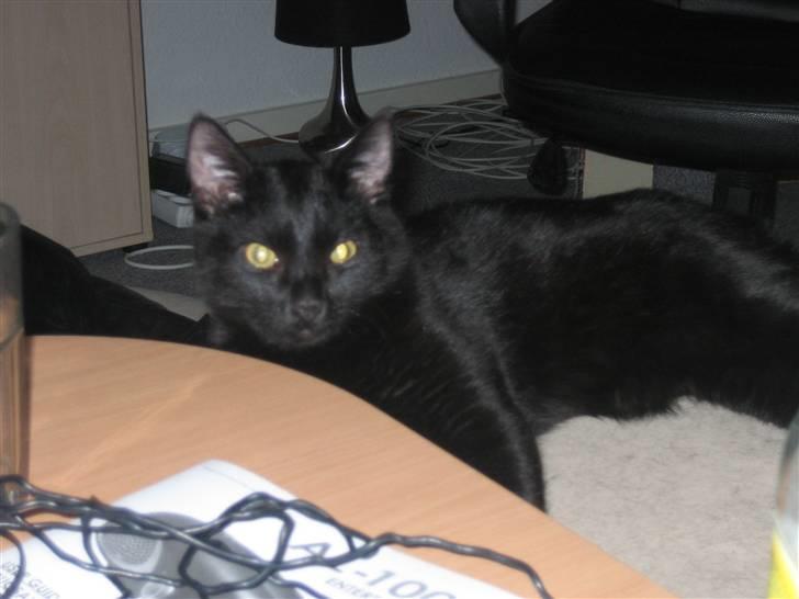 Huskat Jhelia aka My billede 16