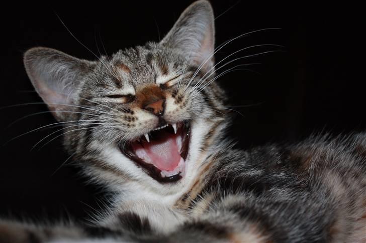 Norsk Skovkat / ½ Huskat | Tut billede 1