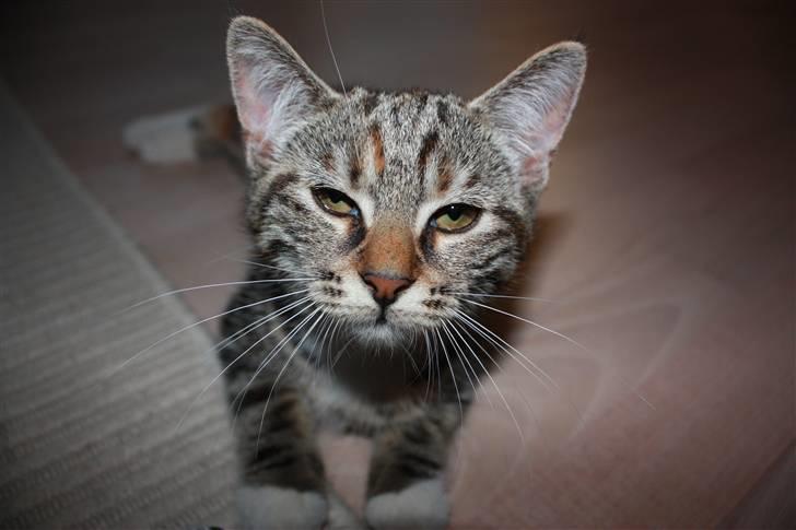 Norsk Skovkat / ½ Huskat | Tut billede 2