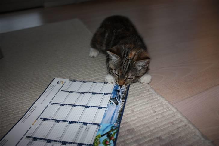 Norsk Skovkat / ½ Huskat | Tut billede 3