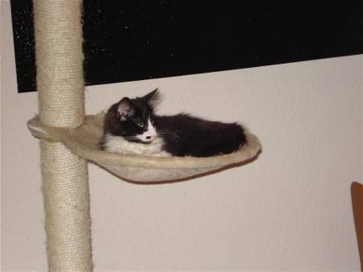 Norsk Skovkat holger*har fået nyt hjem* billede 1