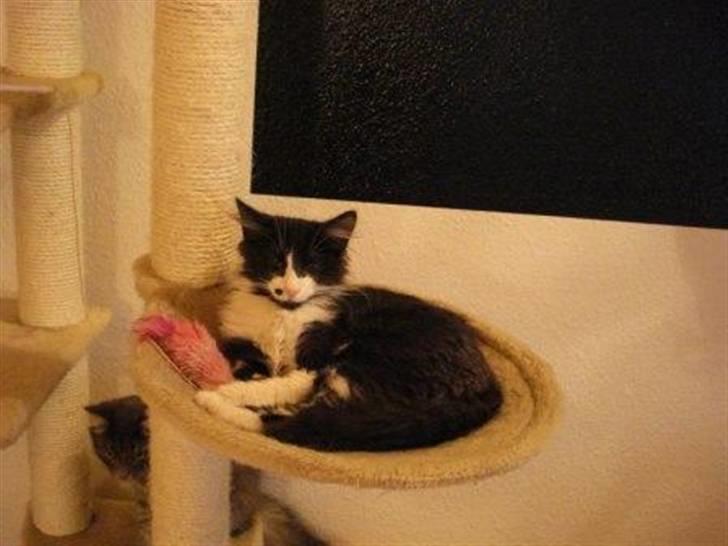 Norsk Skovkat holger*har fået nyt hjem* billede 2