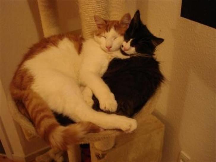 Norsk Skovkat holger*har fået nyt hjem* billede 3