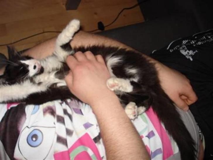 Norsk Skovkat holger*har fået nyt hjem* billede 4