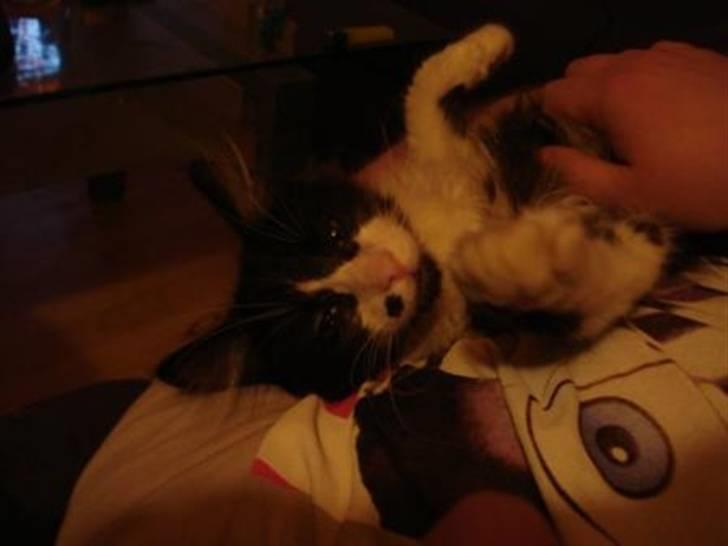 Norsk Skovkat holger*har fået nyt hjem* billede 5