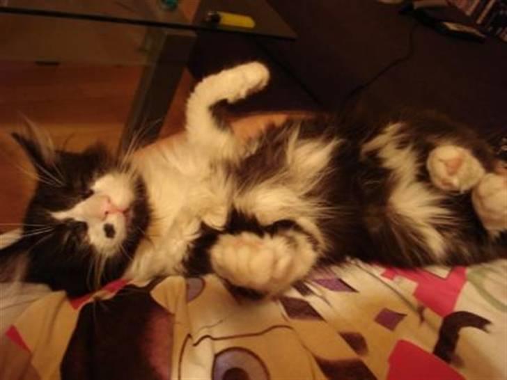 Norsk Skovkat holger*har fået nyt hjem* billede 6