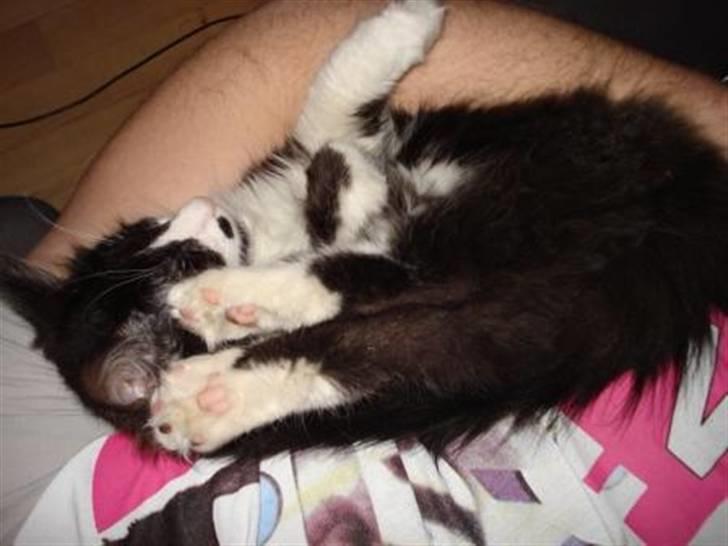 Norsk Skovkat holger*har fået nyt hjem* billede 7