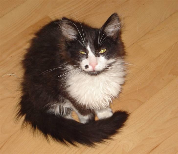 Norsk Skovkat holger*har fået nyt hjem* billede 8