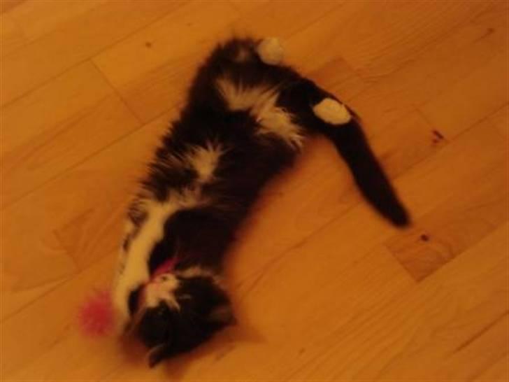 Norsk Skovkat holger*har fået nyt hjem* billede 9