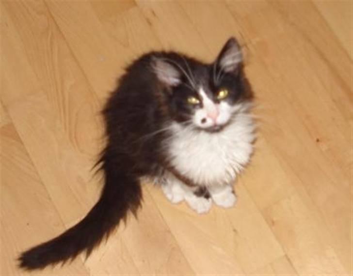 Norsk Skovkat holger*har fået nyt hjem* billede 10