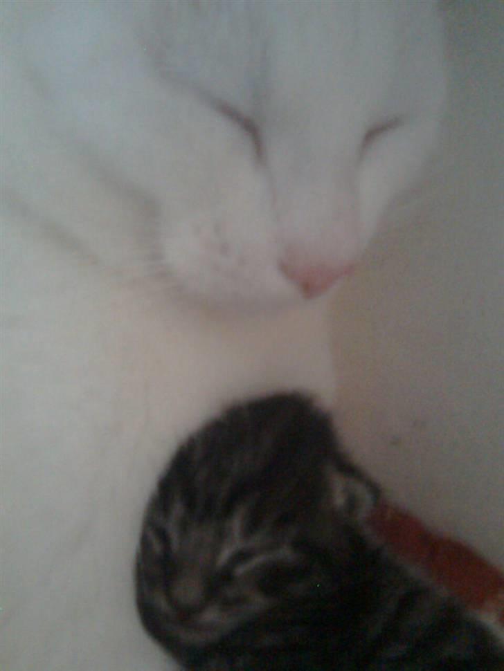 Huskat Striber R.I.P bedste kat i verden billede 10