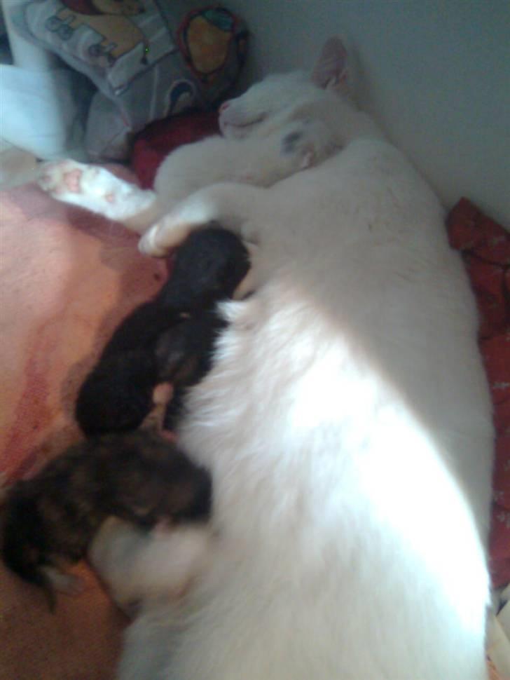 Huskat Striber R.I.P bedste kat i verden billede 11