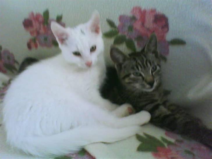 Huskat Striber R.I.P bedste kat i verden billede 12